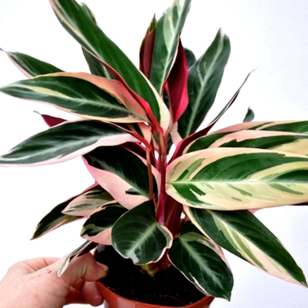 Jual Cod Calathea Tricol Tanaman Hias Bunga Calathea Multicolor Merah