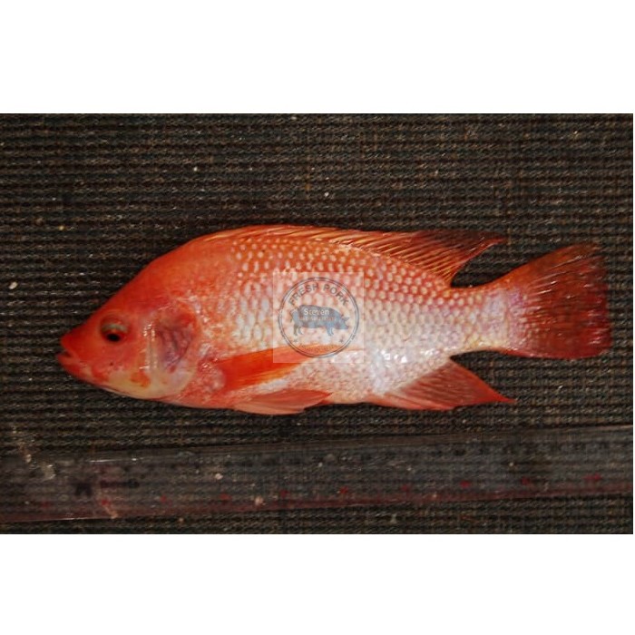 Jual IKAN NILA MERAH SEGAR FRESH RED NILE TILAPIA FISH Shopee Indonesia