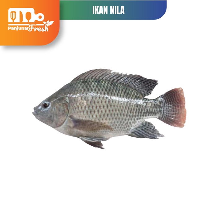 Jual Ikan Nila Hitam Segar Ikan Nila Murah Ikan Nila Fresh Gram