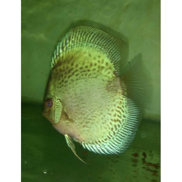 Jual Ikan Hias Air Tawar Ikan Discus Blue Scorpion Size Inc Up