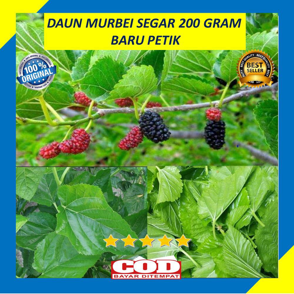 Jual Daun Murbei Segar Organik Pohon Mulberry Gram Shopee Indonesia