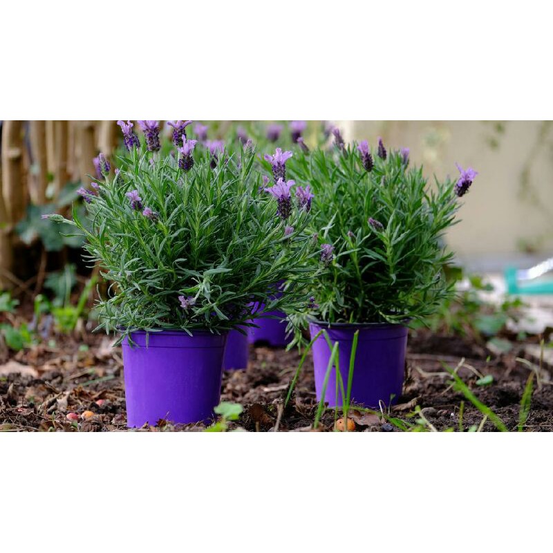 Jual Tanaman Lavender Pengusir Nyamuk Shopee Indonesia