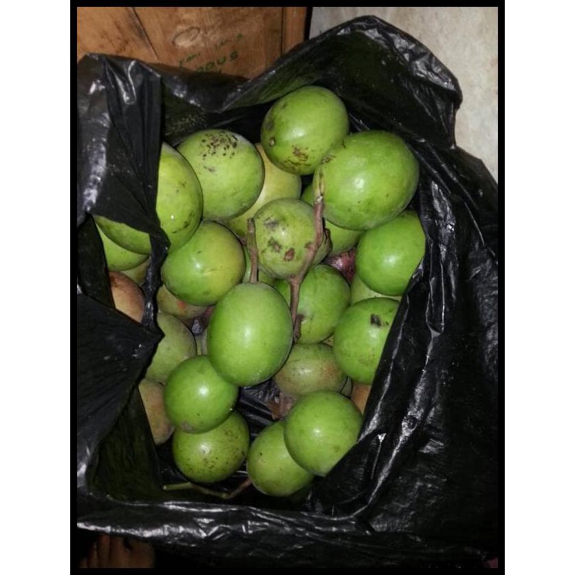 Jual Alat Pengusir Tikus Buah Simpalak Buah Bintaro Segar Bukan Racun