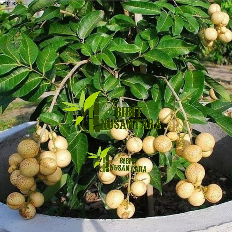 Jual Bibit Tanaman Kelengkeng Matalada Super Siap Berbuah ORIGINAL