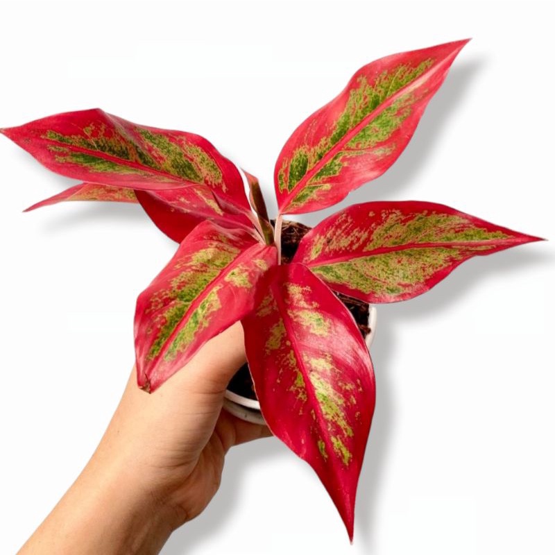 Jual Aglaonema Red Anjamani Aglonema Red Anjamani Murmer Ratudaun