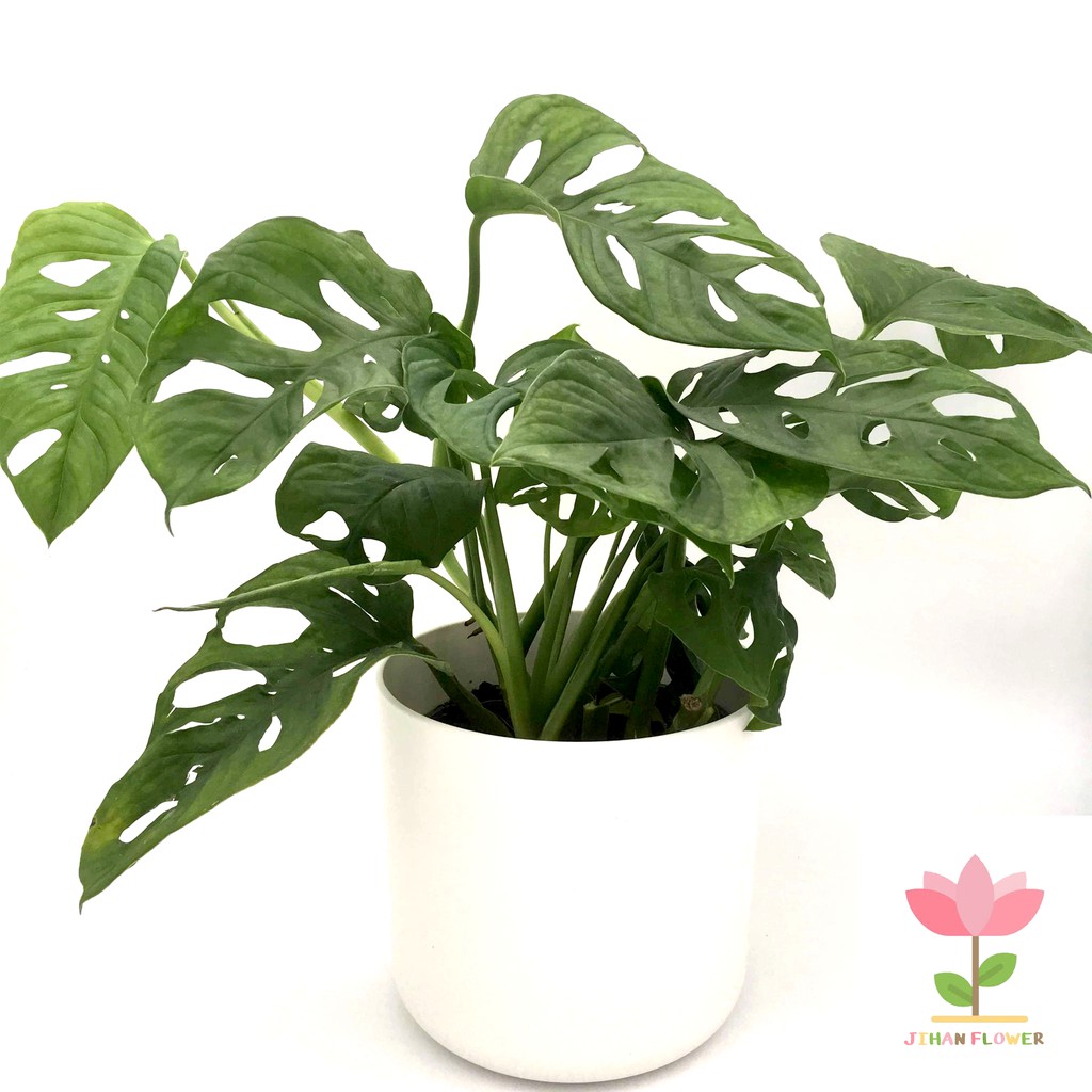 Jual TANAMAN HIAS MONSTERA ADANSONII Janda Bolong Shopee Indonesia