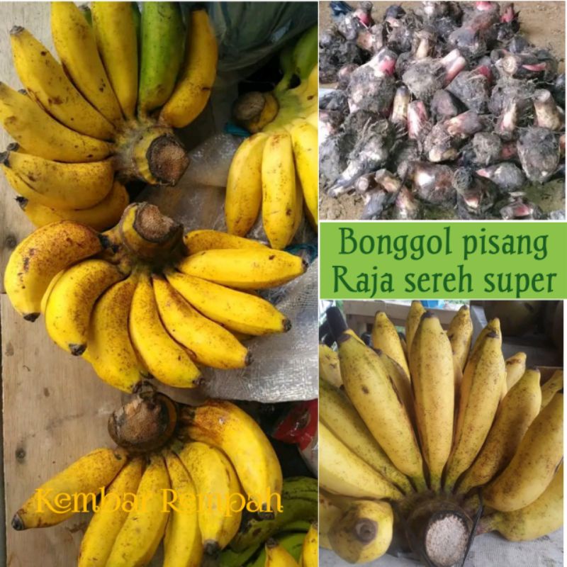 Jual Bibit Bonggol Pisang Raja Sereh Original BIBIT PISANG BONGGOL