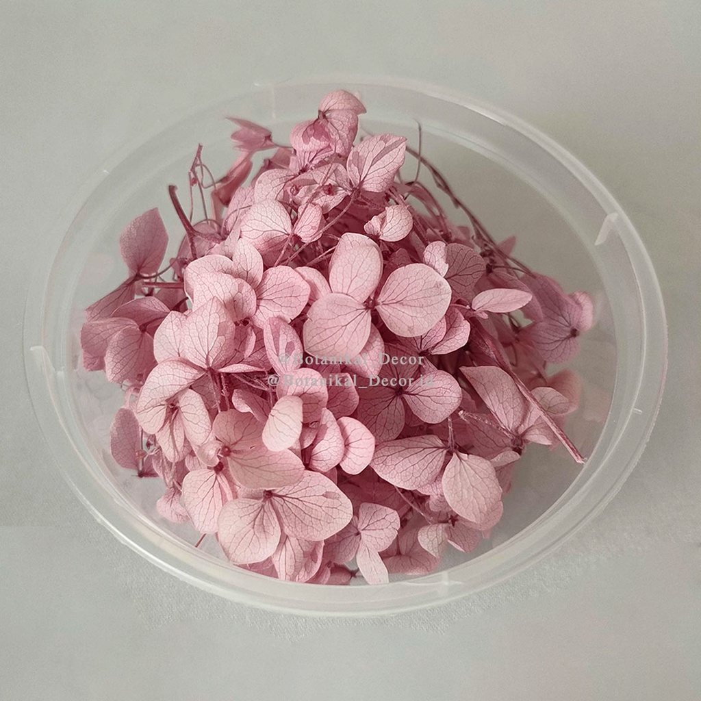 Jual 2gr Preserved Hydrangea Dried Awetan Bunga Kering Preserved