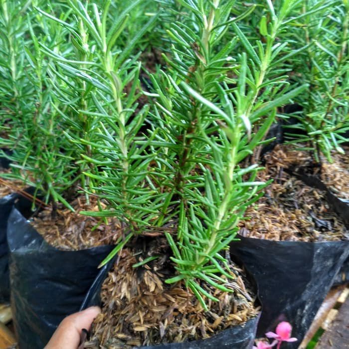 Jual Tanaman Hias Hidup Rosemary Tanaman Anti Nyamuk Pohon Rosemary