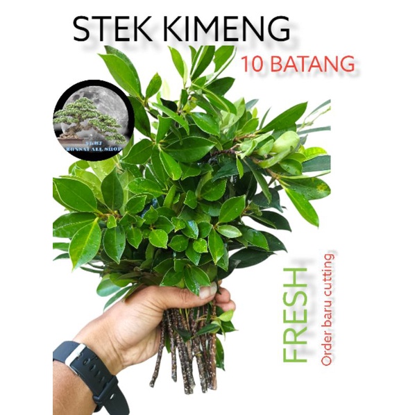 Jual Stek Kimeng Batang Bahan Bonsai Shopee Indonesia