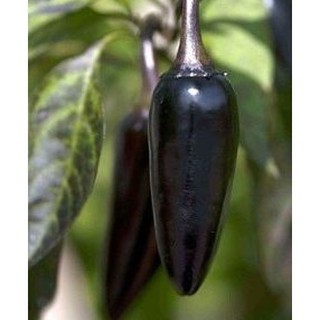 Jual Isi Paket 5 Benih CABE HITAM Black Royal Pepper Biji Cabai