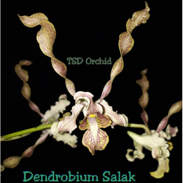 Jual Anggrek Dendrobium Salak Dendro Hybrid Bunga Melintir Wangi