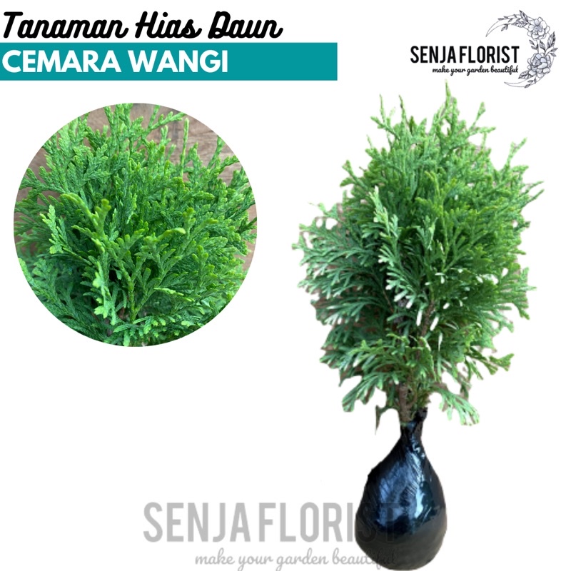 Jual Tanaman Hias Daun Cemara Wangi Cemara Aroma Wangi Casuarina Sp