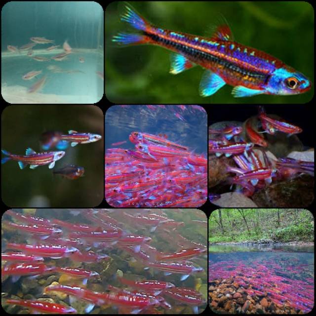 Jual Ikan Rainbow Shiner Untuk Aquarium Dan Aquascape Shopee Indonesia