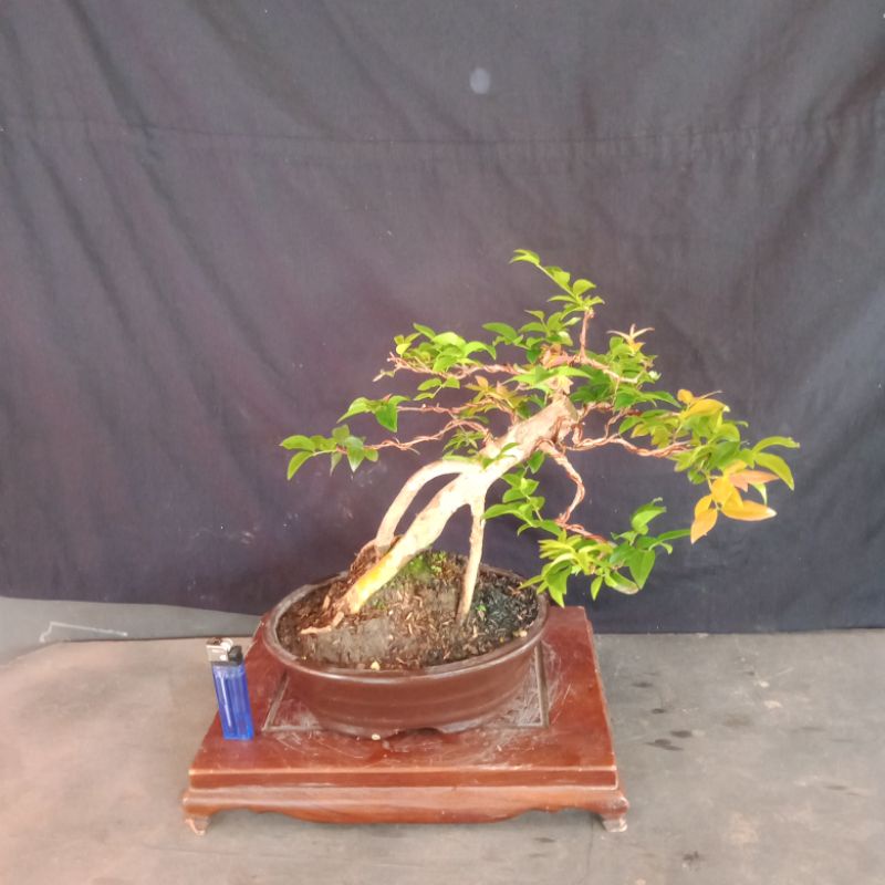 Jual Bonsai Anggur Berazil Setengah Jadi Gaya Akar Gantung Shopee