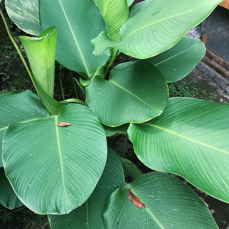 Jual Tanaman Hias Kalatea Pisang Calathea Lutea Shopee Indonesia