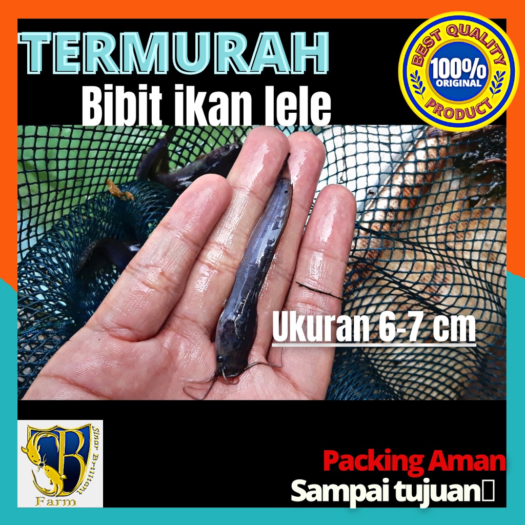 Jual Bibit Lele Sangkuriang Uk 6 7cm Murah Berkualitas Shopee Indonesia