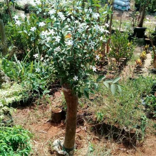 Jual Bibit Tanaman Hias Pohon Bonsai Anting Putri Outdoor Cemara