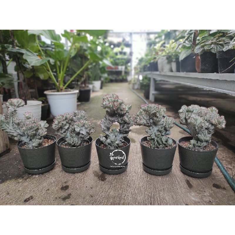 Jual Kaktus Euphorbia Lactea Cristata White Kaktus Euphorbia