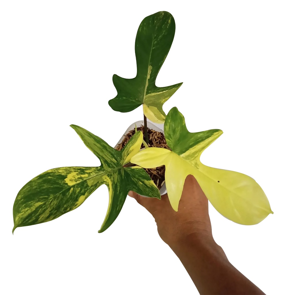 Jual Philodendron Florida Beauty Variegata Flobe Varigata Shopee