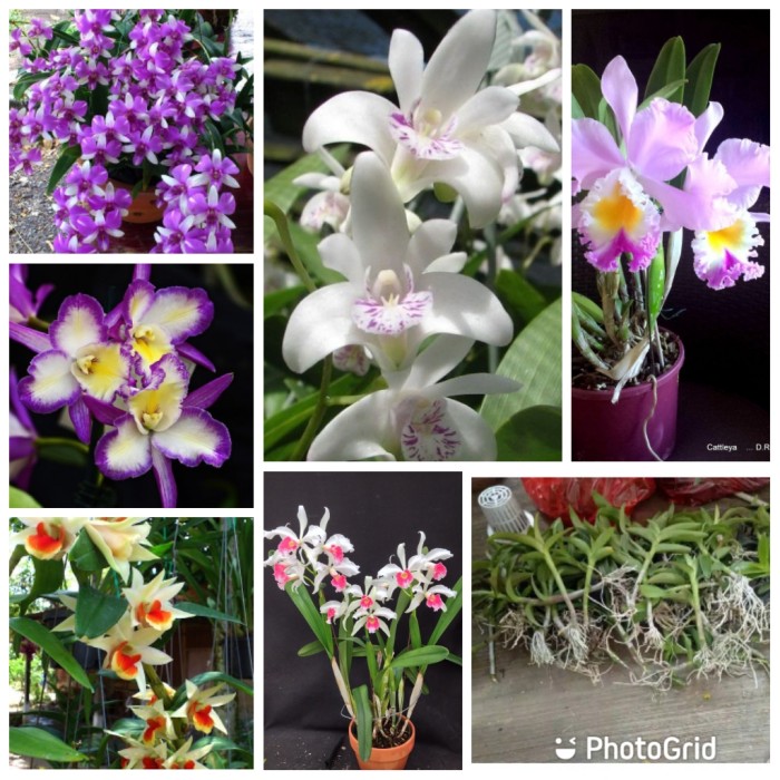 Jual Paket 6 Anggrek Dendrobium Shopee Indonesia