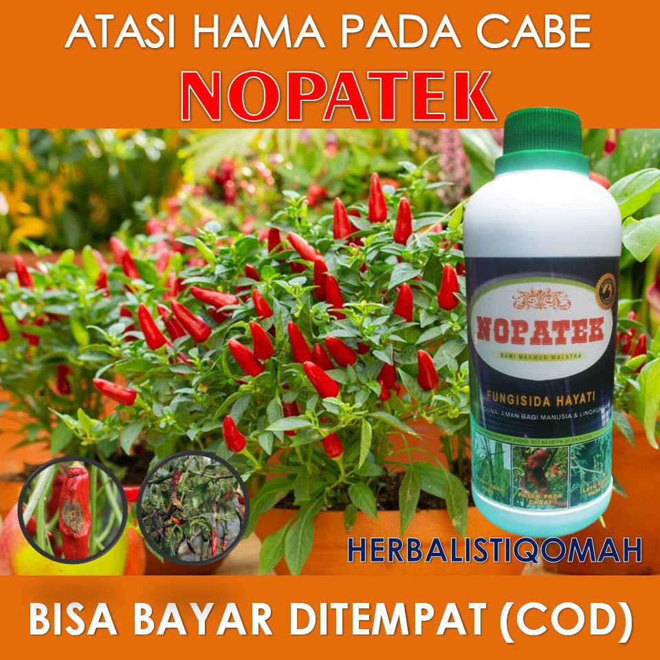 Jual Obat Hama Patek Pada Cabe NOPATEK Bercak Pada Daun Dan Buah Atasi