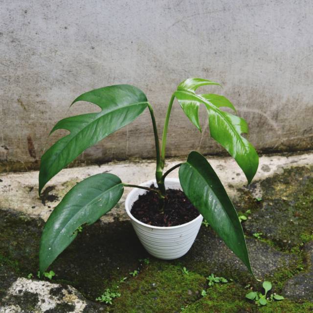 Jual Monstera Epipremnum Pinnatum Philodendron Ekor Naga Murah