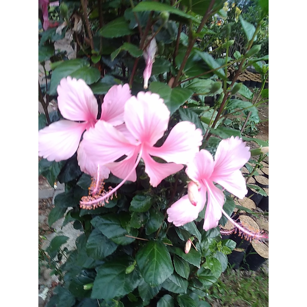 Jual Kembang Worawari Kembang Sepatu Bunga Raya Hibiscus Rosa Sinensis