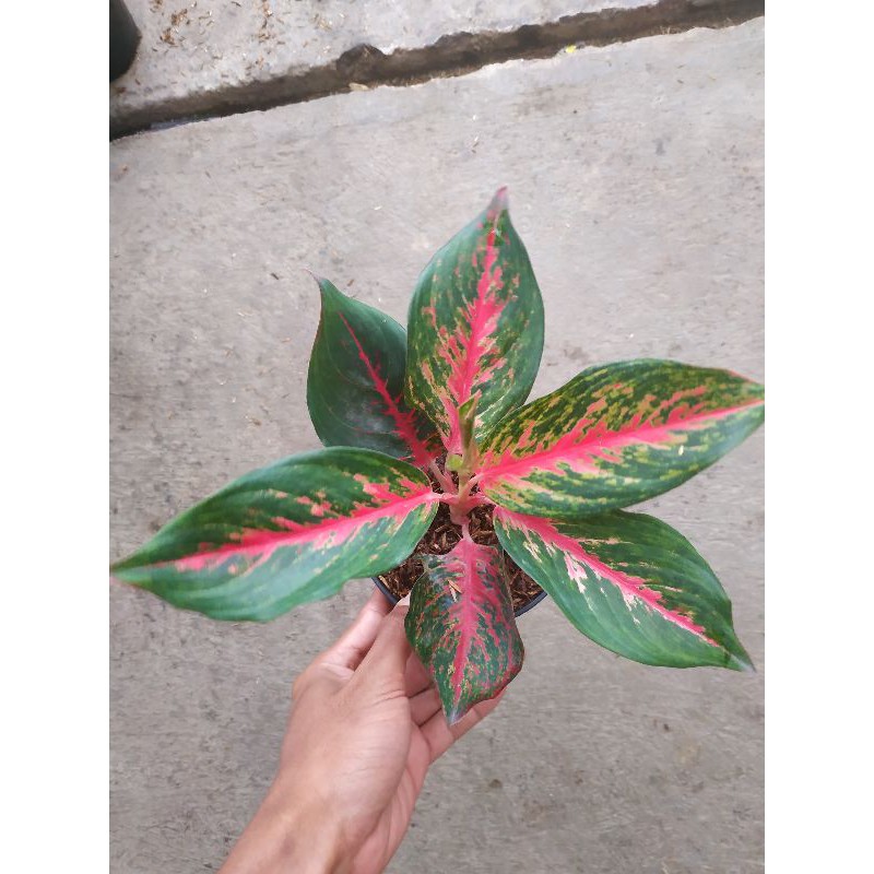 Jual Aglaonema Red Anita Shopee Indonesia