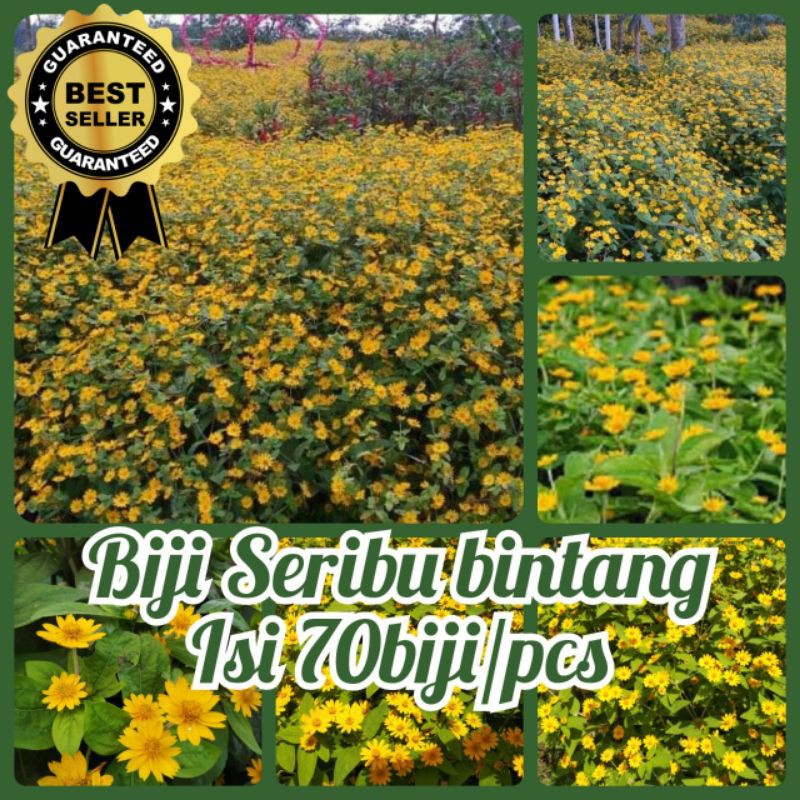 Jual Biji Bunga Seribu Bintang Butter Daisy Isi 70 Pcs Flower Seeds