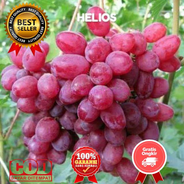 Jual BIBIT ANGGUR IMPORT HELIOS Grafting Shopee Indonesia