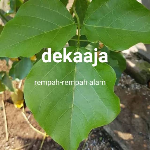 Jual Daun Dadap Serep Segar Gr Shopee Indonesia