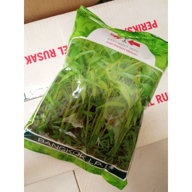 Jual Benih Kangkung BANGKOK LP 1 1KG Cap Panah Merah Shopee Indonesia