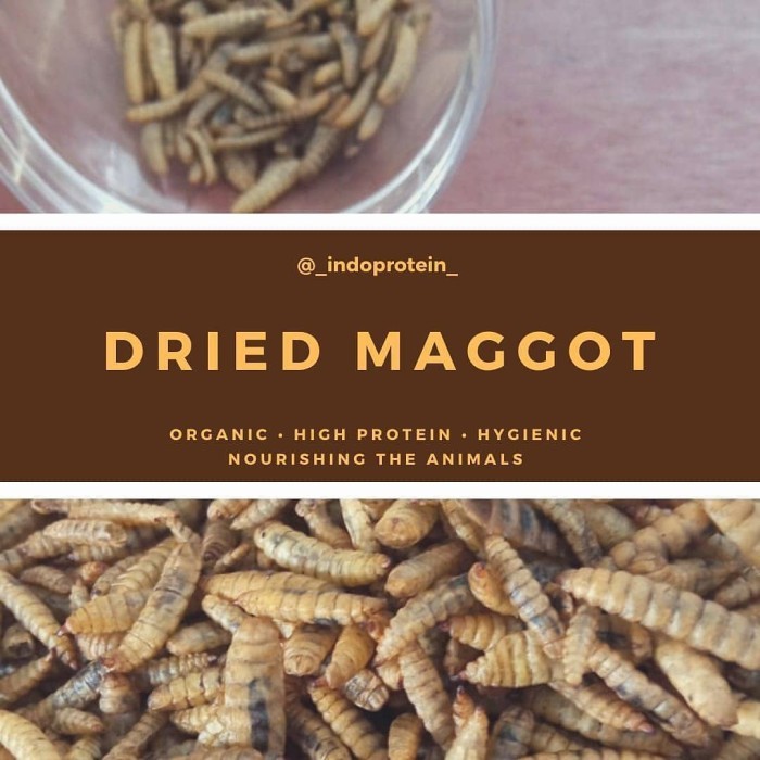 Jual Grade A Maggot Kering Curah Bulky 1kg Dried BSF Larvae