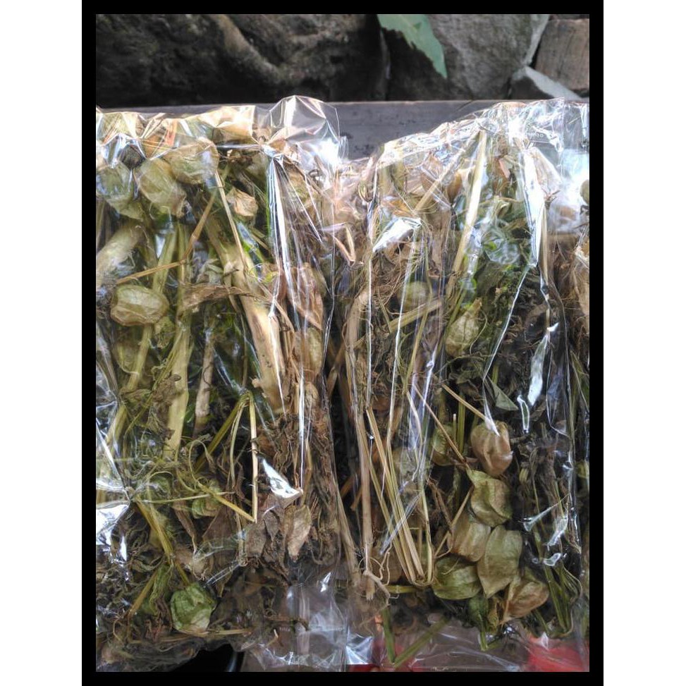 Jual Gr Daun Ciplukan Kering Akar Batang Daun Shopee Indonesia