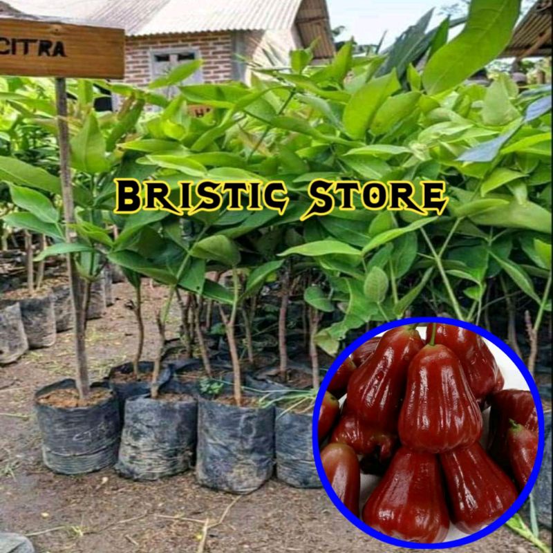 Jual Bibit Jambu Air Citra Jumbo Pendek Cepat Berbuah Bisa Ditanam