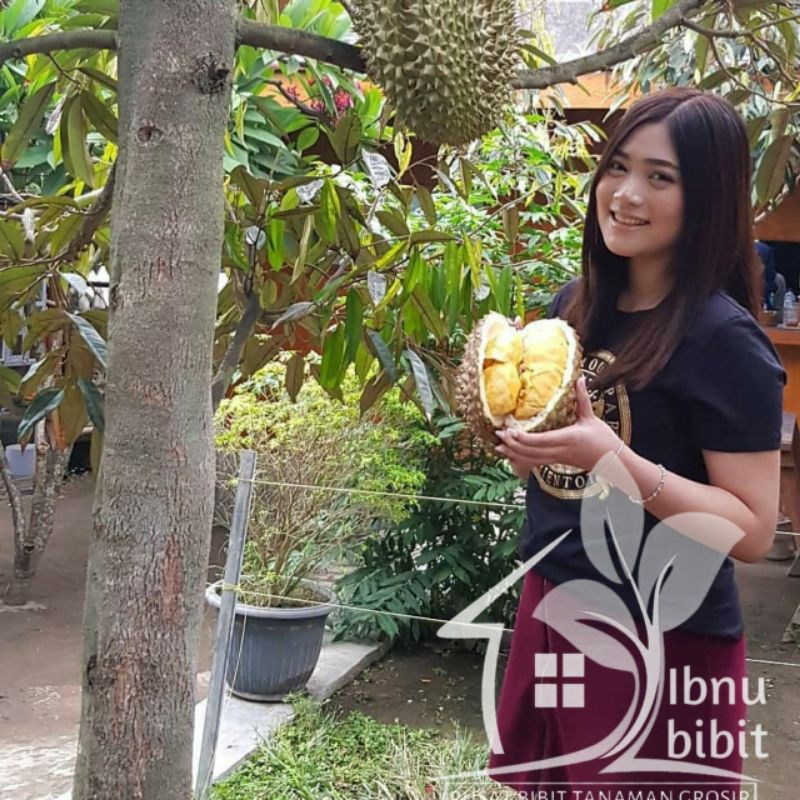 Jual Bibit Durian Bawor Super Berbuah Jumbo Shopee Indonesia