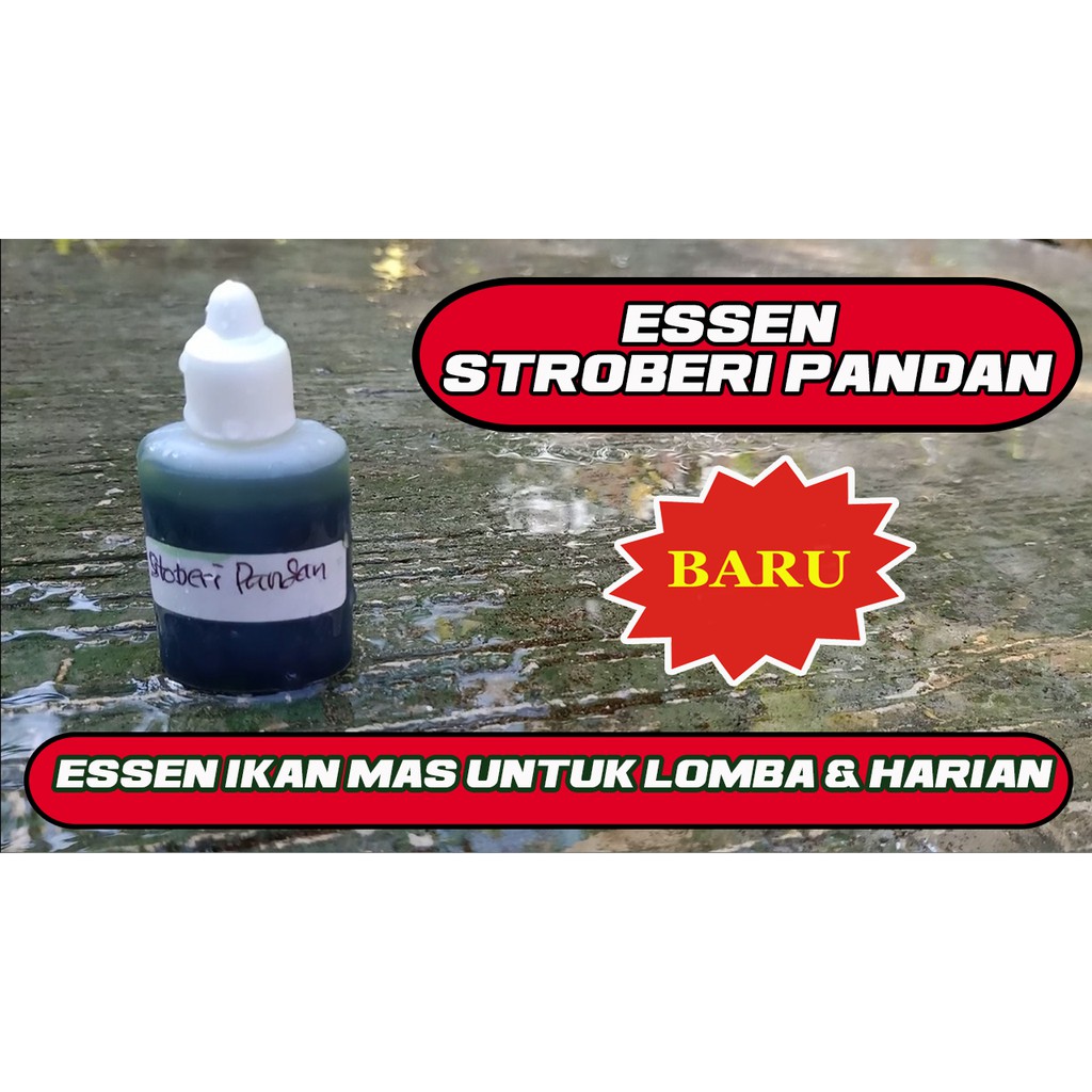 Jual Essen Ikan Mas Stroberi Pandan Paling Jitu Bagus Untuk Lomba Dan