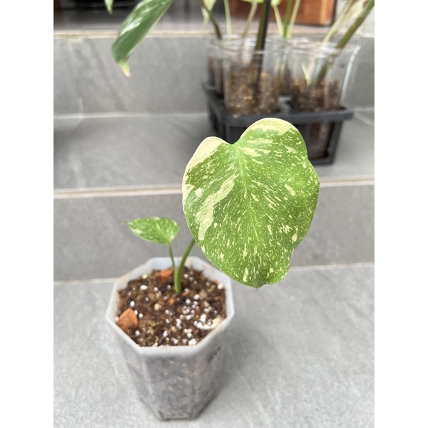 Jual Monstera Thai Constellation Variegata Menor Super Ekonomis