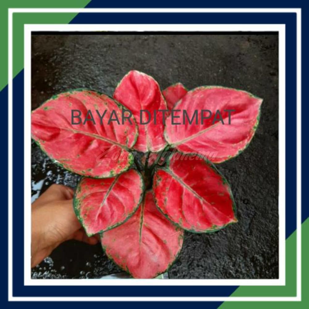 Jual COD RED ANJA RED ANJAMANY ZONA AGLONEMA TANAMAN HIAS BUNGA HIAS