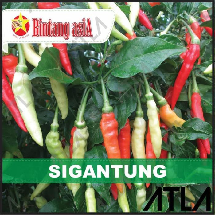 Jual Benih Cabai Sigantung Biji Cabe Rawit Pedas Bibit Tanaman Bintang