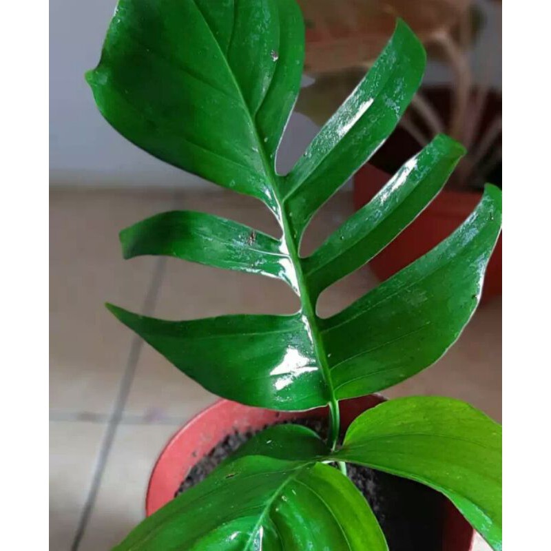 Jual Monstera Ekor Naga Shopee Indonesia