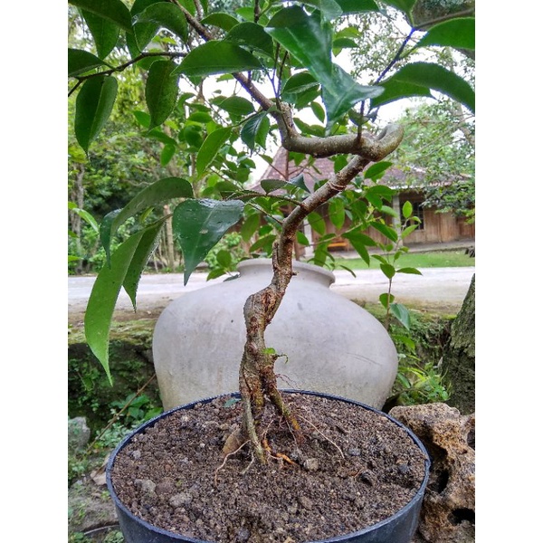 Jual Bahan Bonsai Mame Beringin Ficus Benjamina Gabungan Realpic