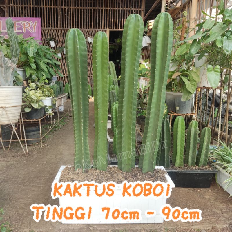 Jual Kaktus Koboi Tinggi Cm Cm Tanpa Duri Shopee Indonesia