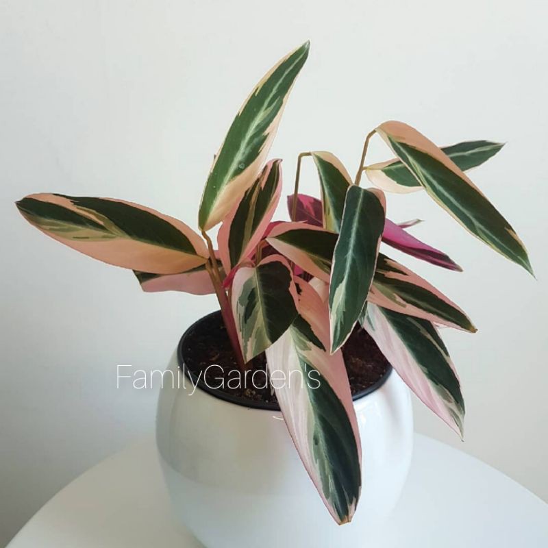 Jual Tanaman Hias Calathea Tricolor Calathea Merah Putih Shopee