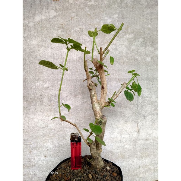 Jual Bahan Bonsai Lantana Camara Orange Karakter Unik Shopee Indonesia