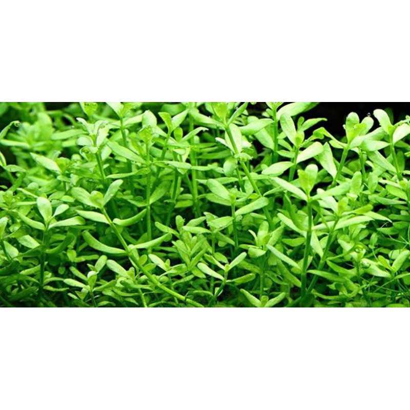 Jual Bacopa Monieri Daun Darat Tanaman Air Aquascape Aquarium