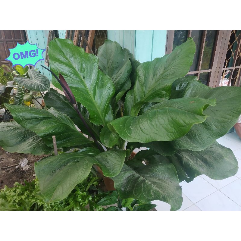 Jual Anthurium Jemani Cobra Anturium Jemani Cobra Anthurium Jemani