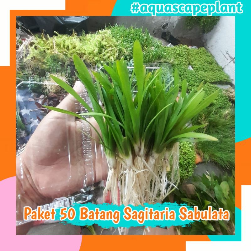 Jual Paket Batang Sagitaria Sabulata Tanaman Aquascape Tanaman