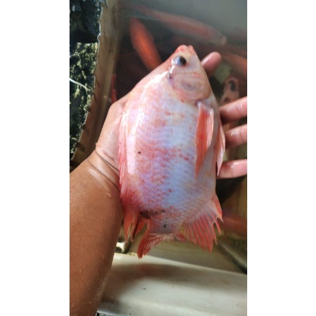 Jual Ikan Nila Segar Kg Shopee Indonesia